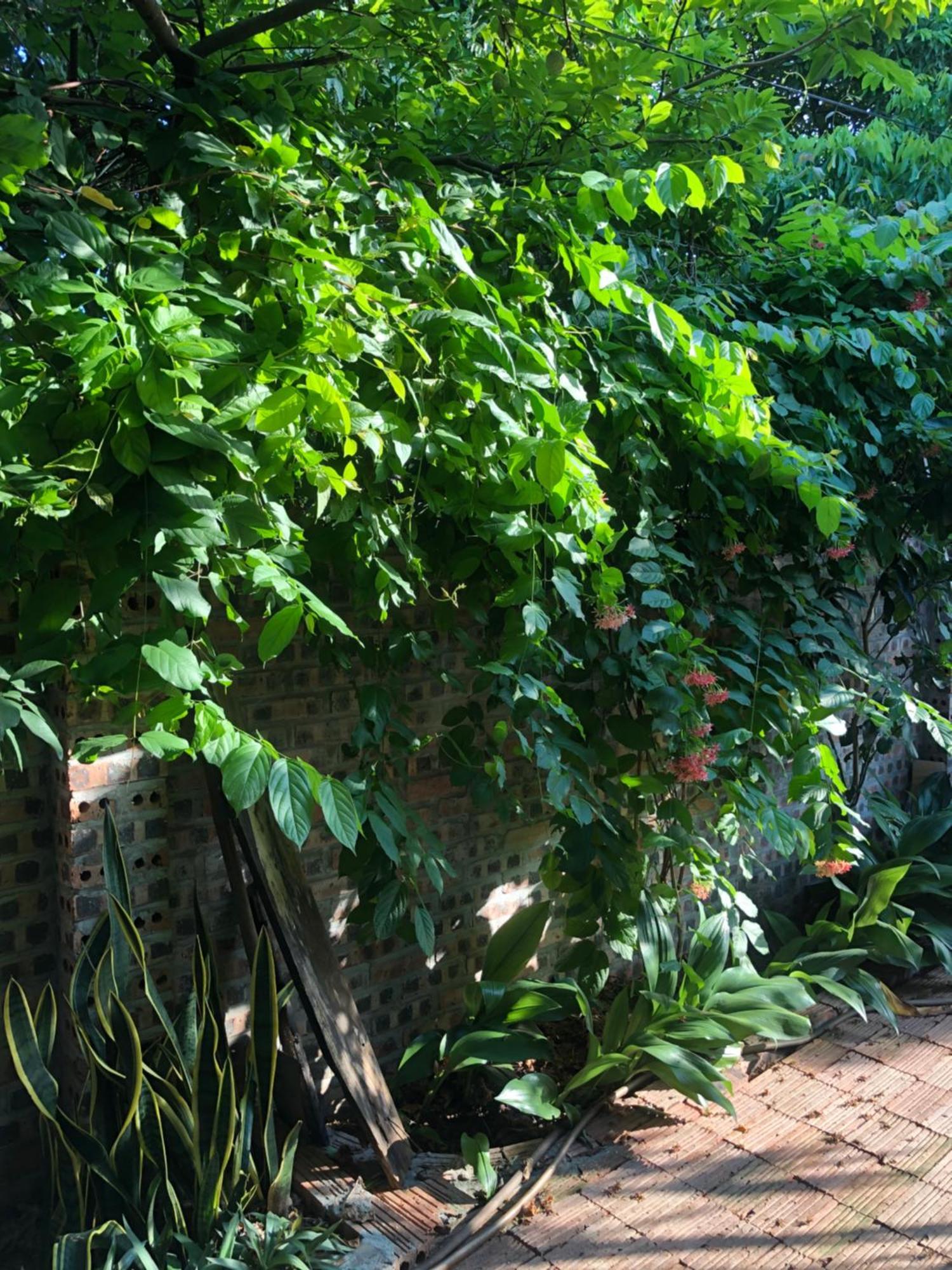 Thuy Xuyen Tam Coc Homestay Vu Lam Extérieur photo